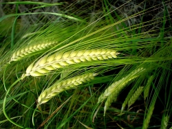 Thứ Sáu - Lễ Thánh Laurensô